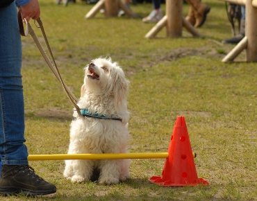 Animal event